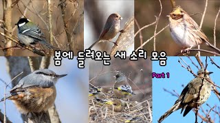 봄에 들려오는 새 소리 모음(A collection of bird sounds in spring) Part1