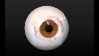 mudbox realtime eye