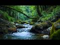 Deep Sleep &amp; Stress Relief with Peaceful Forest River and Birds | Relaxing Nature Sounds White Noise