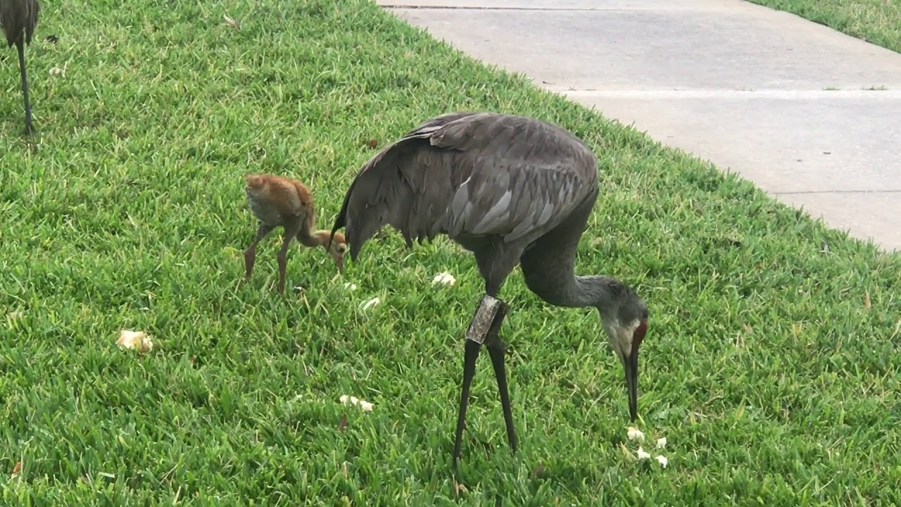 Aves de la Florida Sandhill hermosa ave que vive en áreas De la Iglesia
