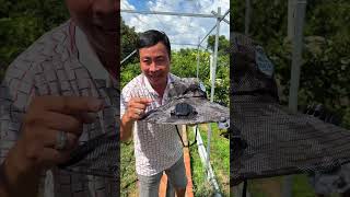 Nón điều hoà 2 quạt #phuoclay