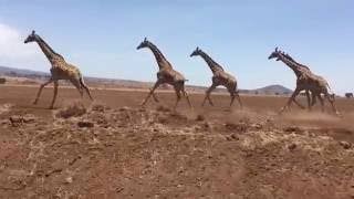 Herd of giraffes running in Tanzania, Africa