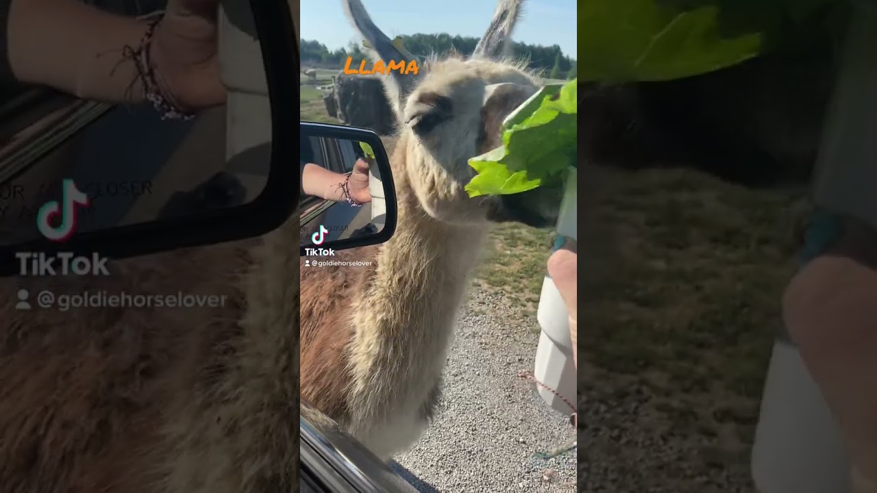 Llama eating
