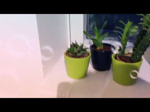 Video: Planter Nettbutikk Dobry Sad - Dekorative, Medisinske, Fruktplanter Og Store Planter