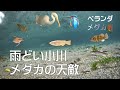 ベランダ メダカ~⑨雨どい小川 メダカの天敵