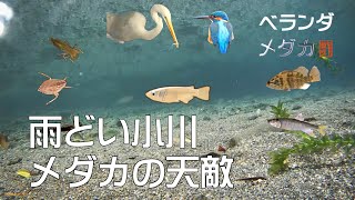 ベランダ メダカ 雨どい小川 メダカの天敵 Youtube