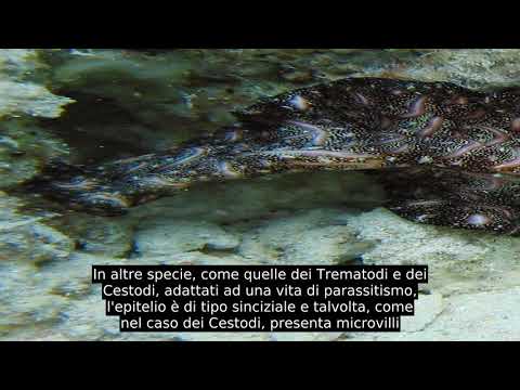 Video: Come si riproducono i platyhelminthes del phylum?