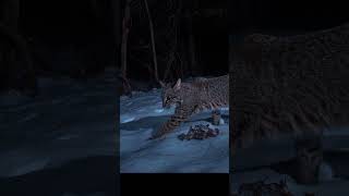 Another bobcat captured on my dslr camera trap in southern Iowa.