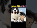 180gの子猫と、大型犬