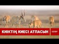 Киіктің киесі атпасын / Шыны керек 10.06.2022