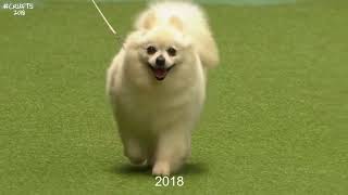 Best of Breed, Utility Group|GERMAN SPITZ (KLEIN)|