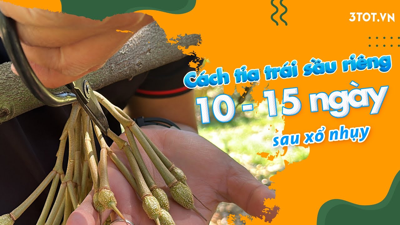 KỸ THUẬT TỈA TRÁI SẦU RIÊNG SAU XỔ NHUỴ 10-15 NGÀY NHƯ THẾ NÀO?