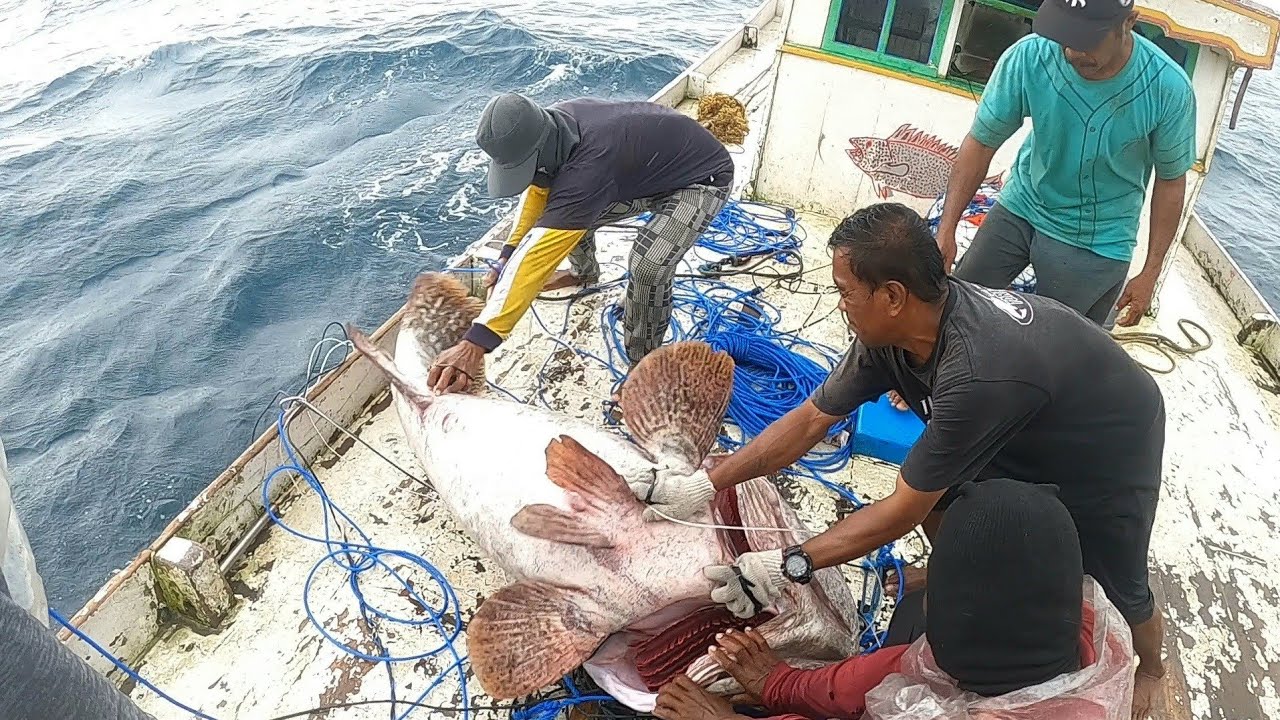 WOWW!! ADA 4 EKOR GROUPER BIKIN KITA KELIRU!!!