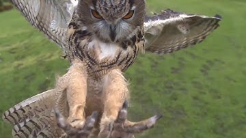 MASTERING THE GAME OF LIFE: Learn The Game