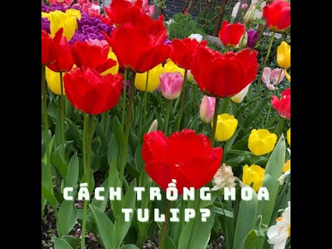 Video: Cách trồng hoa tulip đúng cách: khuyến nghị