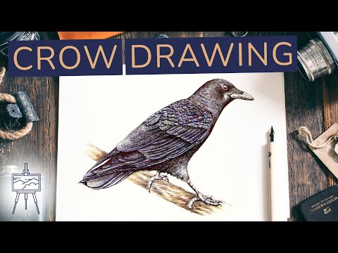 Crow Coloring Pages - Free & Printable!
