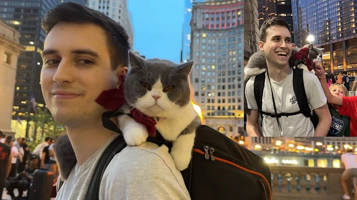 Video 5228601: loving british shorthair boys, adorable british shorthair, big cat