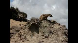 Chipmunk attacks camera in Fuerteventura