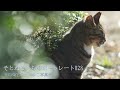 ～そとねこたちのポートレート#28～