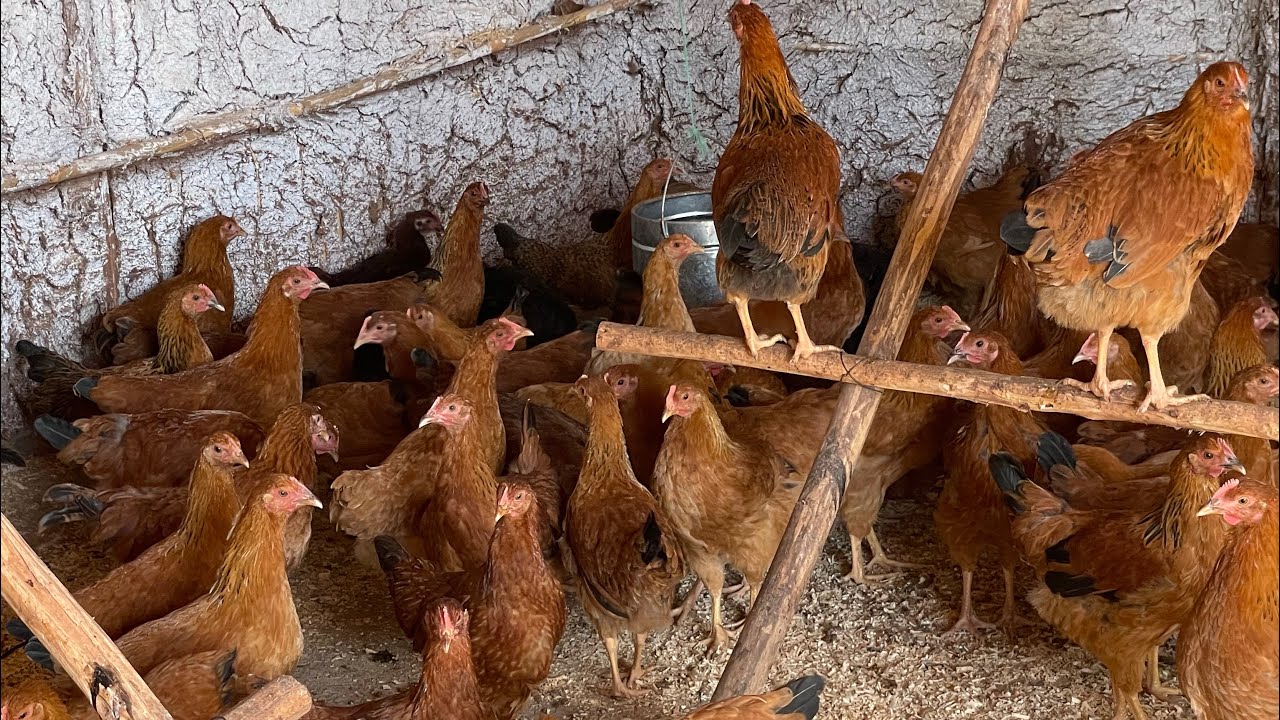زرنا مزرعة مبتدئ لتربية الدجاج الفرنسي  مع توصيل 1000 كتكوت المزرعة تحت إشرافنا منذ البداية😍🥰