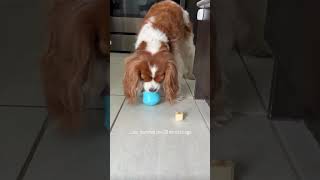 How Cavaliers manipulate to get more food