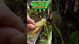 Como remover pragas das plantas sem agredir a natureza #plantas  #vidanaroça