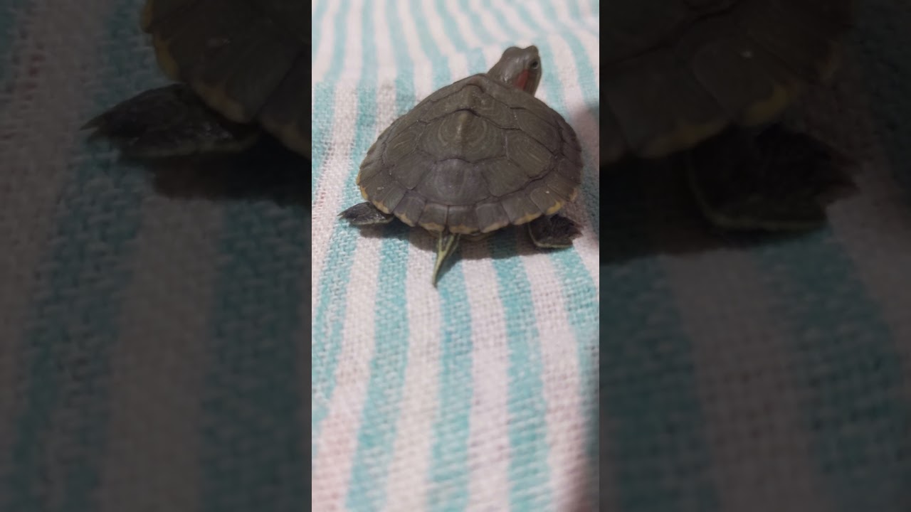 💚Baby Turtle Cute Ass😜💖¦Turtle Boza 🐢 