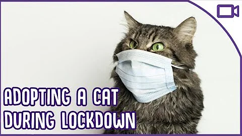 Adopting A Cat During Quarantine - TOP TIPS