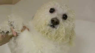 Сушка собаки после мытья, перед стрижкой Сушка собаки после мытья, перед стрижкой