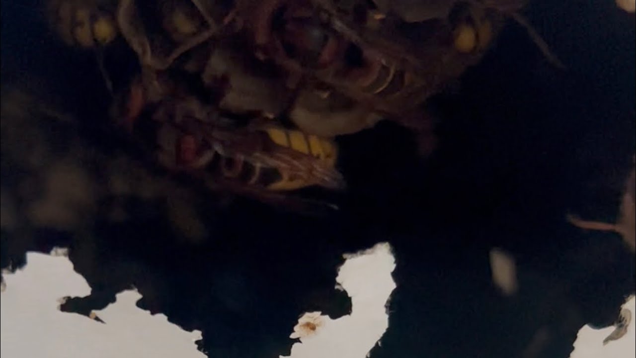 Quand le frelon Européen perce le placo 🫣