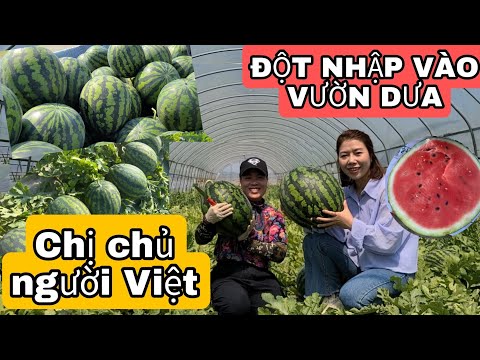 Video MÊ MỆT VƯỜN DƯA HẤU XANH NGÁT CỦA CHỊ CHỦ NGƯỜI VIỆT???? - youtube