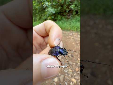 I Flipped 5 Things And Found