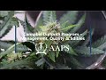 Cannabis diploma program management quality  edible aaps college