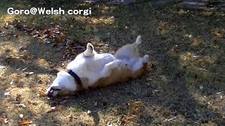 blower & leaves / ブロアーでドッグランの落葉の掃除 20141206 Goro@Welsh corgi スローモーション Everio GZ-E565