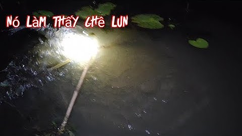 Nhật ký cắm câu cá lóc kênh hồng y sao những ngày trời mưa | Long An quê tôi