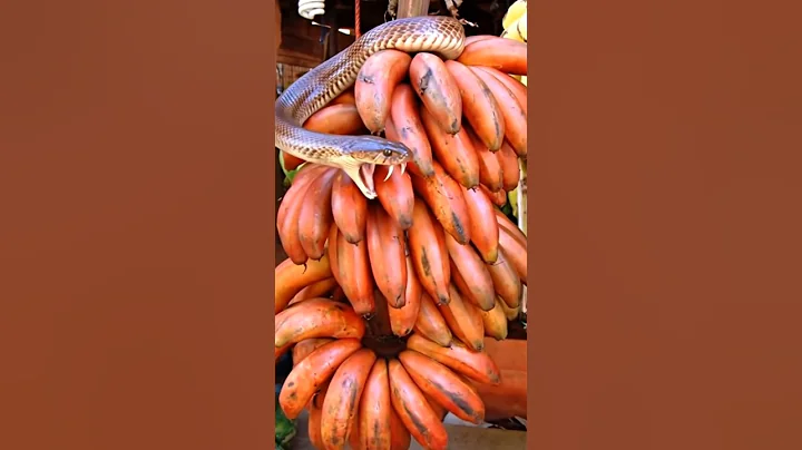 😮 A cobra snake is eating banana #snakevideo #cobrasnake