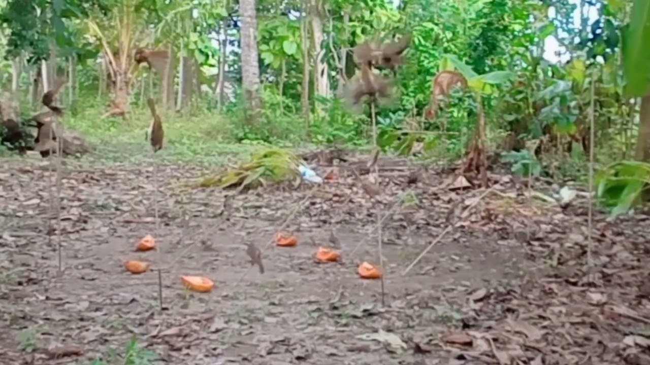 cara paling mudah pikat burung trucuk