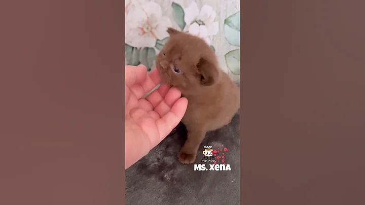 Watch the video about Chocolate (gene ticked) British shorthair female kitten #cat #cuteanimal #kitten #cutecat #catcute