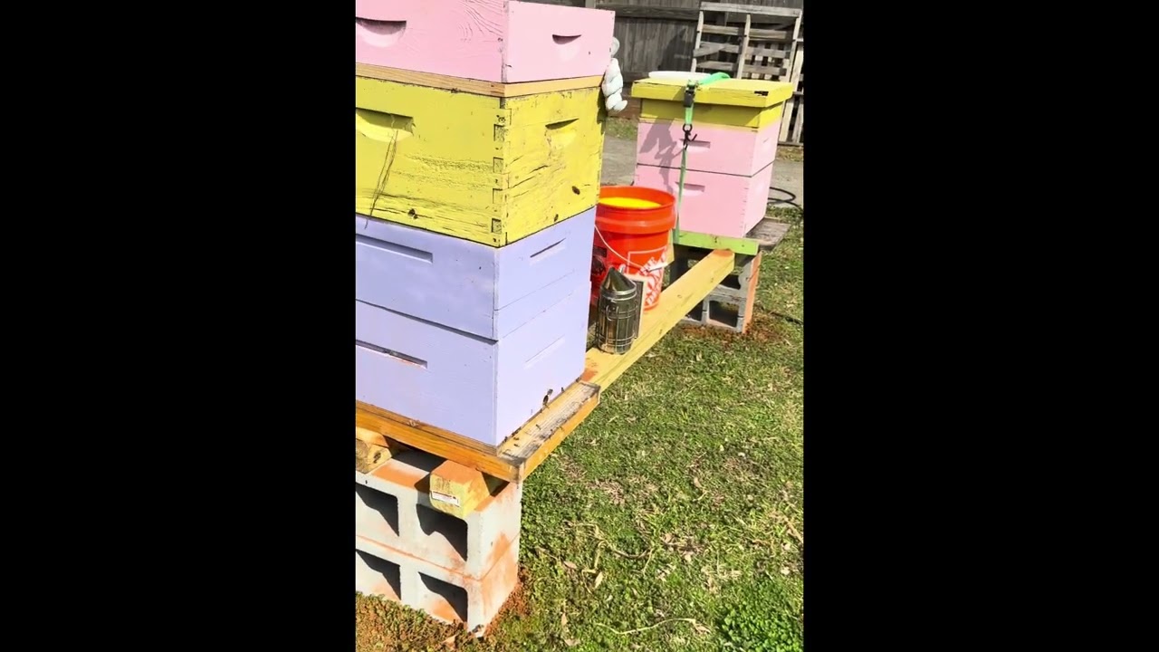 Bee hive maintenance- growing a beehive