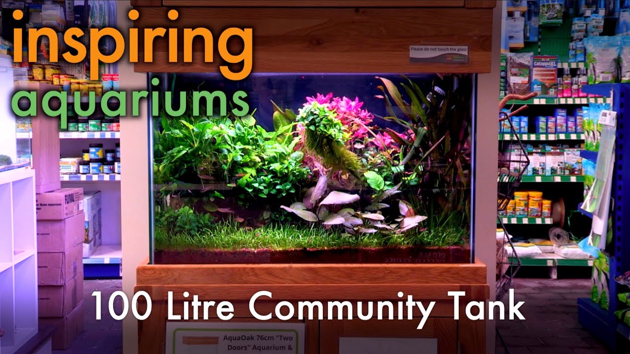 Image showcasing Inspiring Aquariums - 100 Litre Community Tank - YouTube