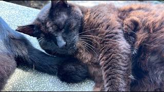 ハチからしっかりマークされてるデカい黒猫どんちゃん - YouTube