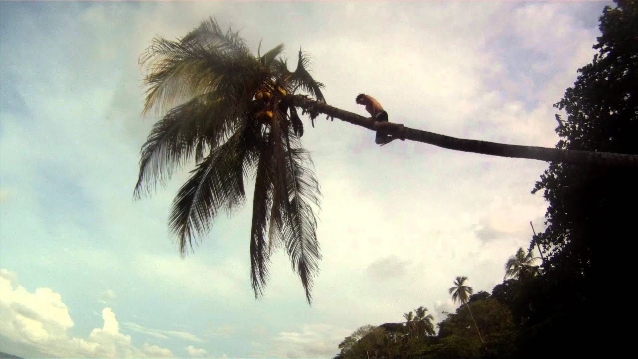 how to climb the huge coconut tree towering over Cocles beach Costa Rica