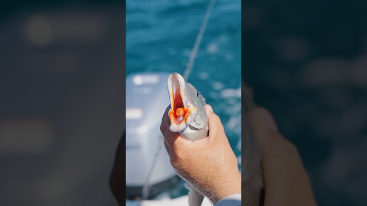 Знаете ли вы это о рысистой рыбе? 🎣 