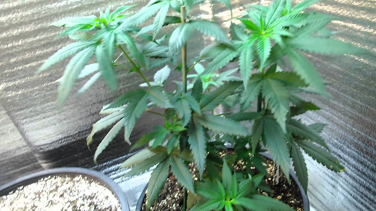 Growing Medical Marijuana 1st Week Into Flower YouTube growing-medical-marijuana-1st-week-into-flower-youtube