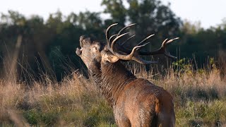 Brame du cerf 2020 - HD