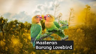 AMPUH SEKALI COBA.. MASTERAN BURUNG LOVEBIRD NGEKEK PANJANG FULL 1 JAM..!!