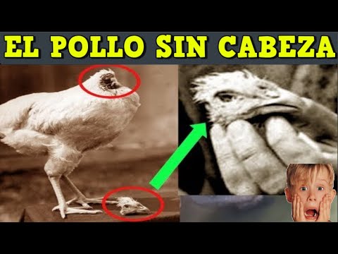 Video: La historia de cómo el gallo Mike vivía sin cabeza