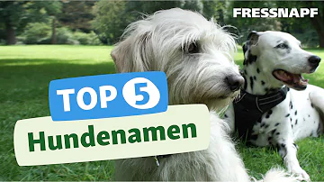 Können sich Hunde Namen merken?