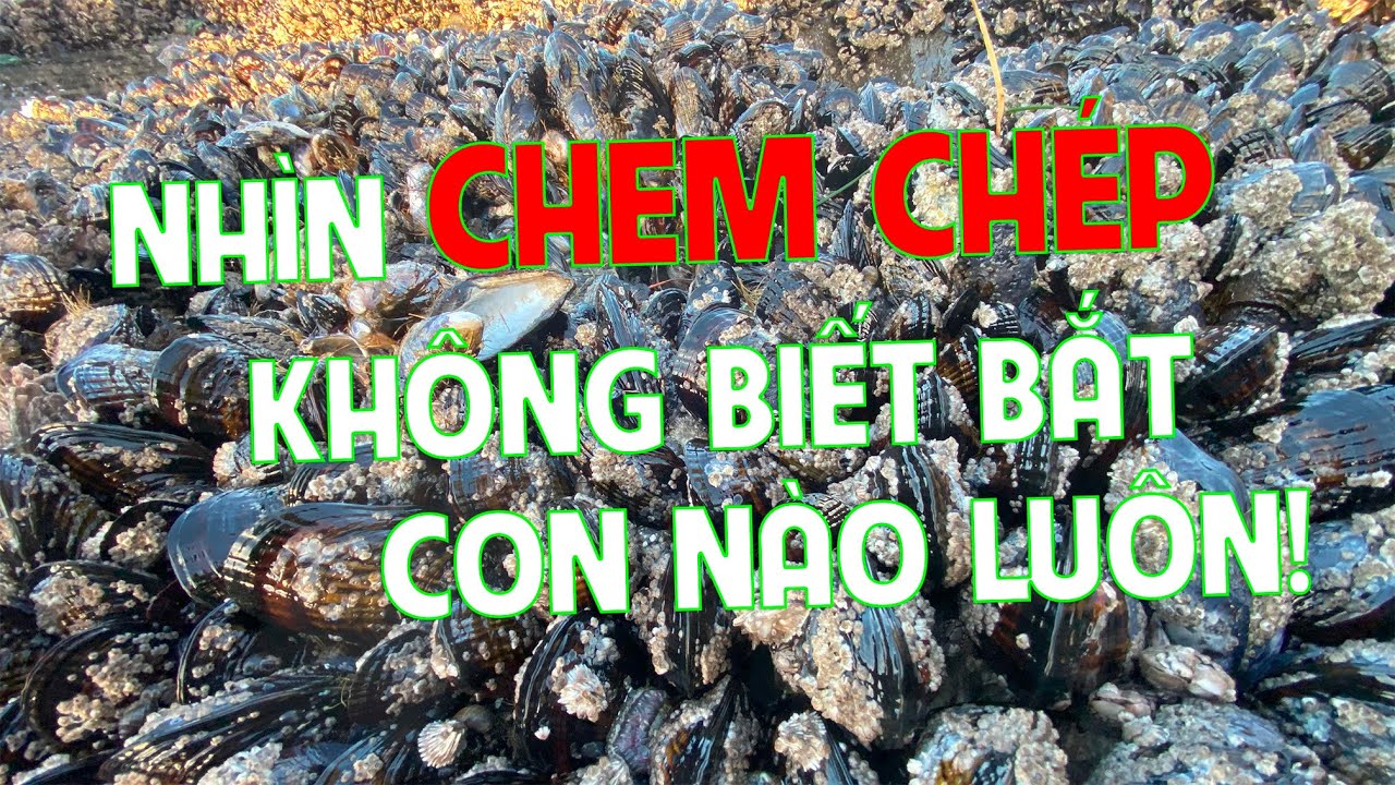 Nhìn chem chép không biết bắt con nào luôn l Tây Bắc Hoa Kỳ