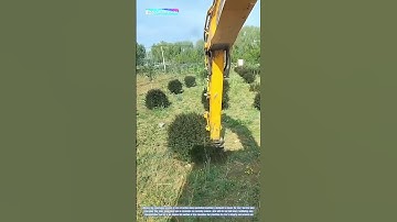 Tree Relocation Made Easy: The Art of Intact Tree Extraction